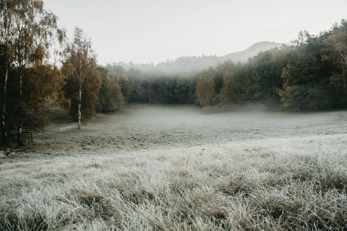 Mist over a morning meadow